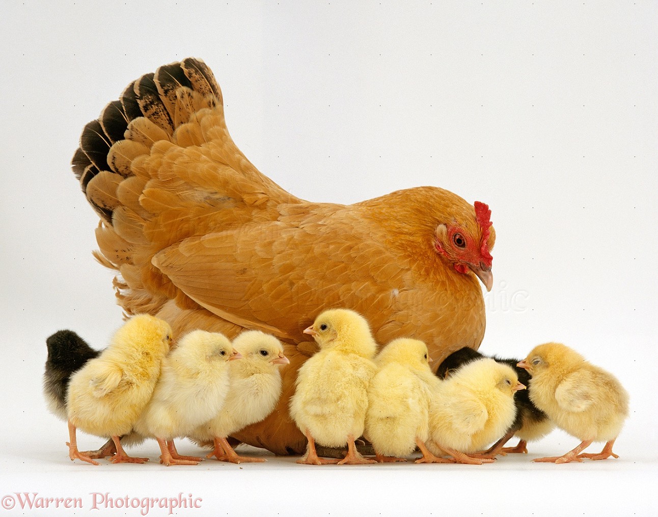 Buff Bantam Hen {Gallus gallus domesticus} with nine of her ten chicks, 2-days-old. The tenth chick is under her