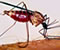 Malria Mosquito