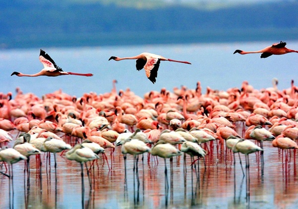 lake-manyara-flamingoes-1024x716